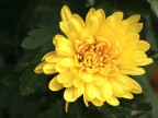 fiore giallo