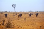 Savana Savana