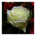 Rosa Rosa