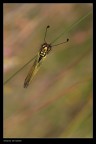 Libelloides longicornis
