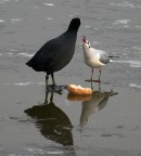 Foto 22) - brutto energumeno nero, sei tu che hai picchiato mio figlio, non ti vergogni grande e grosso come sei.....
non la passerai liscia- disse il gabbiano. -Son qui che tremo tutto-, rispose di seguito la folaga....
to be continued.......

http://www.photo4u.it/viewtopicnews.php?t=131366