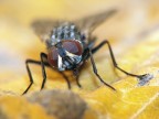 mosca mosca