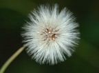 Fiore Fiore