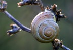 Guscio di lumaca Guscio di lumaca