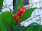 fiore rosso fiore rosso