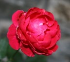 Rosa Rosa