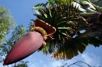 Banane in fiore