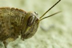 Cavalletta Cavalletta