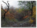 Carso autunnale Carso autunnale