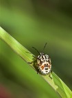 cimice? cimice?