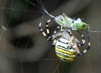 Argiope fasciata