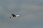 Airone Bianco Maggiore Airone Bianco Maggiore