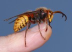Calabrone (Vespa crabro) sul mignolo della mia mano sinistra Calabrone (Vespa crabro) sul mignolo della mia mano sinistra