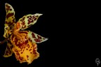 Orchid Orchid