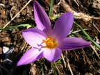viola viola