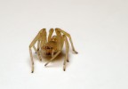 Studiowork spider