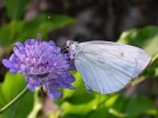 verda - viola - bianco verda - viola - bianco