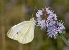Pieris rapae Pieris rapae