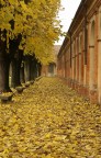 E' autunno ...cadono le foglie