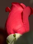 rosa rosa