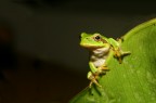 Ranetta Hyla Ranetta Hyla