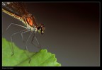 Libellula Libellula