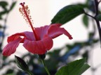 fiore2 fiore2