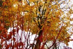 autunno in fiamme autunno in fiamme
