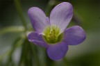 fiore fiore
