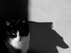 i am a cat but my shadow is a wolf. i am a cat but my shadow is a wolf.