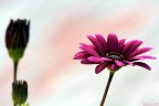 Fior Viola Fior Viola