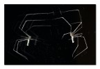 Il ragno che fa le flessioni davanti allo specchio Il ragno che fa le flessioni davanti allo specchio
