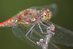 ritratto di libellula ritratto di libellula