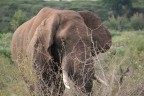 elefante africano elefante africano