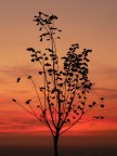 rubata al tramonto rubata al tramonto