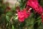 rosa rosa