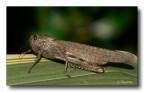 Locusta Locusta