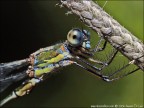 Ritratto di libellula Ritratto di libellula