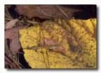 Pesciolino d'autunno Pesciolino d'autunno
