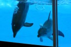 delfini delfini