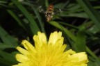 Episyrphus_balteatus2b