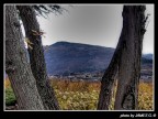 Fra gli alberi Fra gli alberi