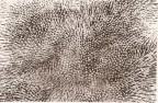 porcupine porcupine