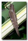 Locusta 2 Locusta 2