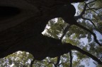 Deku Tree Deku Tree