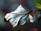 agonia autunnale agonia autunnale