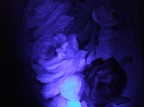 Rosa nel buio Rosa nel buio