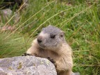 Marmotta curiosa Marmotta curiosa