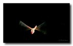 Fly the Night Fly the Night