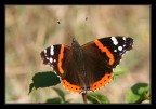 vanessa vanessa